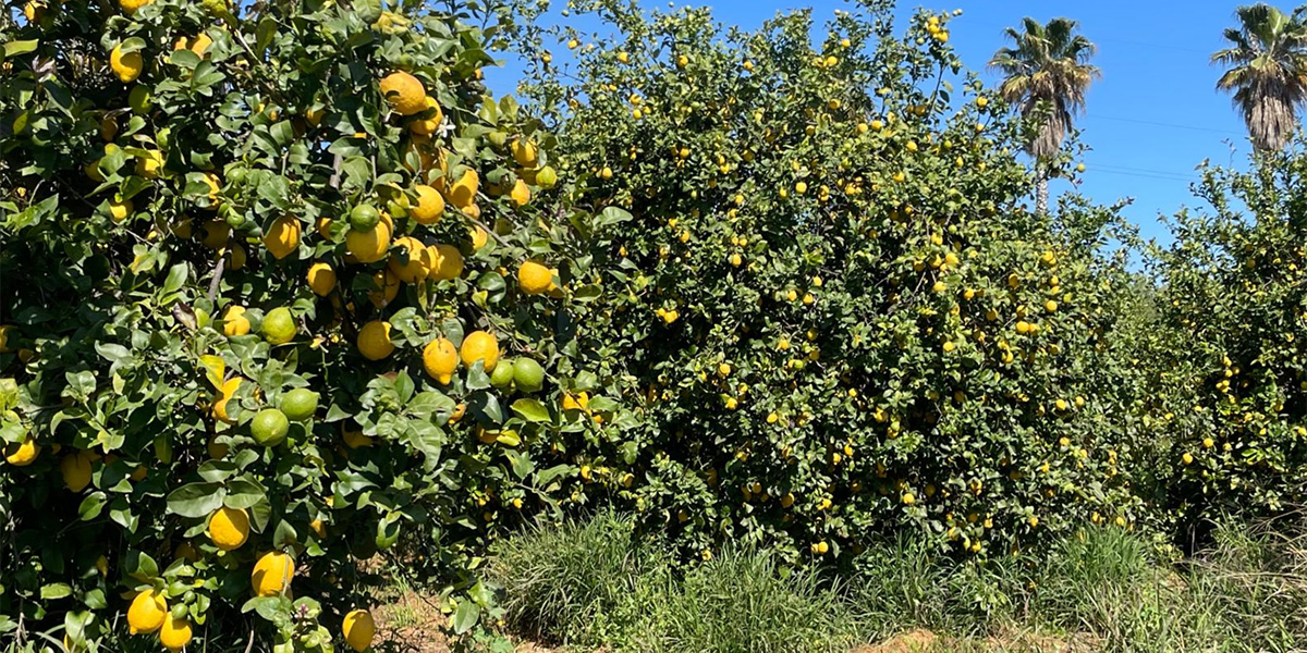 Il limone siciliano alla prova del mercato: OP Cai traccia la rotta 
